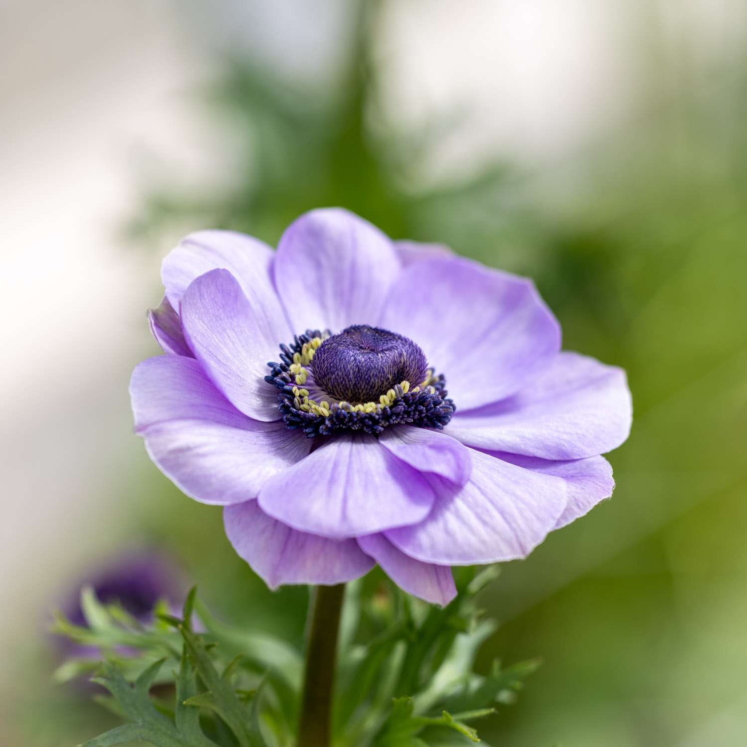 Anémone 'Mistral® Azzurro'